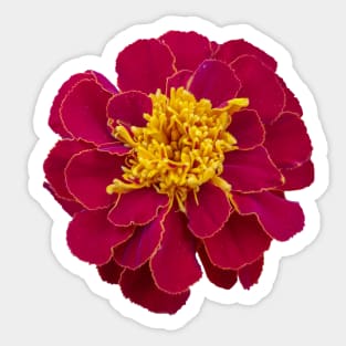 Red Marigold Floral Photo Sticker